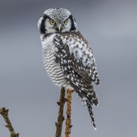 Northern Hawk Owl